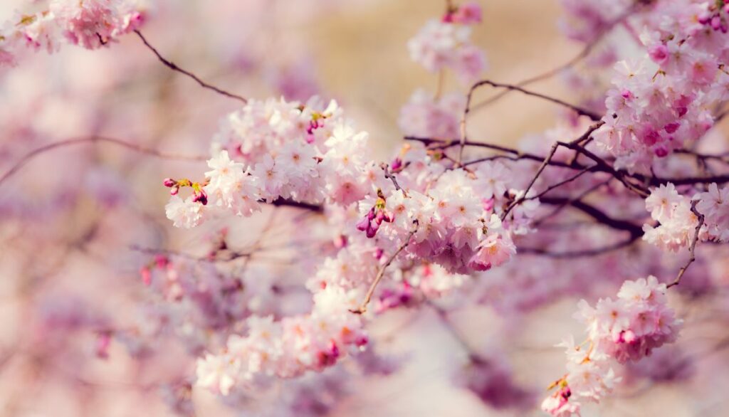 Japansk kirsebær i blomst