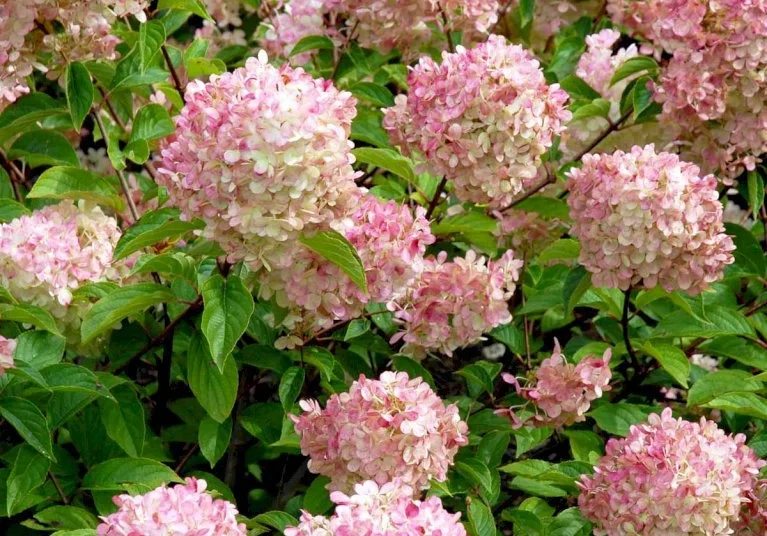 Opstammet hortensia