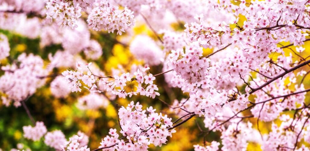 Opstammet japansk kirsebærtræ i blomst
