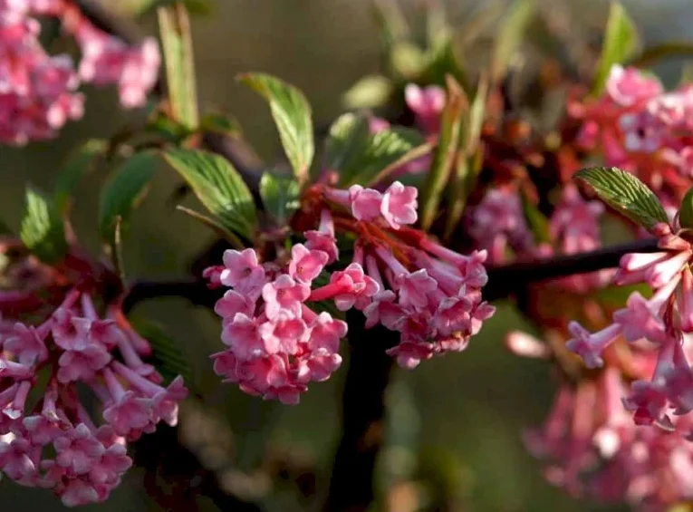 Opstammet kejserbusk med blomster