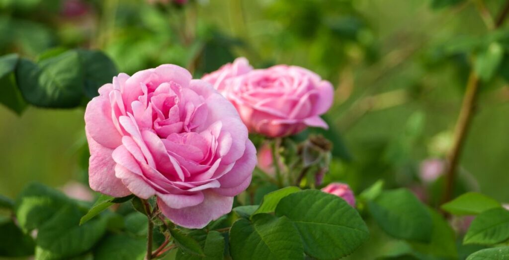 Opstammet rose