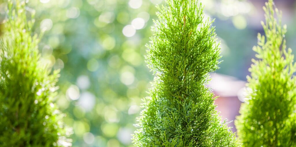 Opstammet thuja